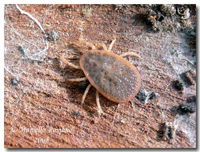 Argas reflexus (Ixodida) sotto corteccia di eucalipto